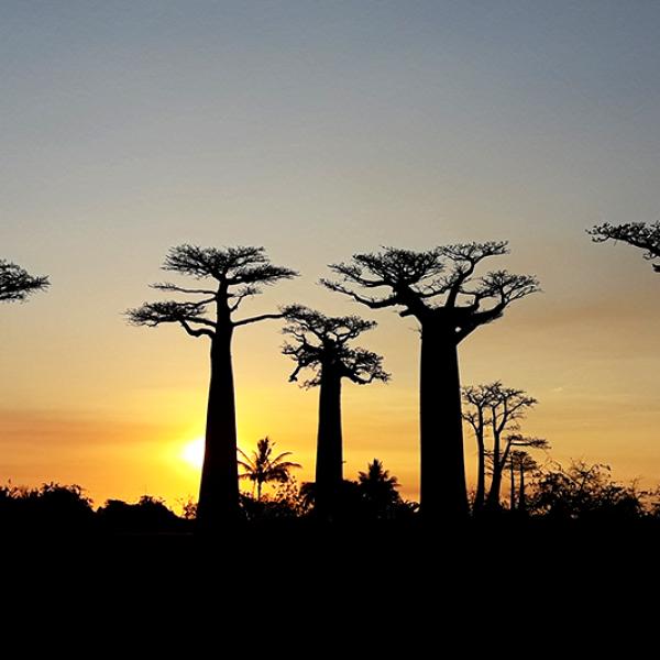 Baobab del Madagascar