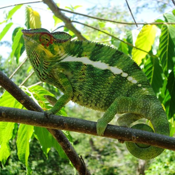 Green Chameleon